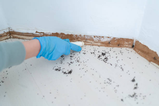 Best Bed Bug Extermination  in Saegertown, PA